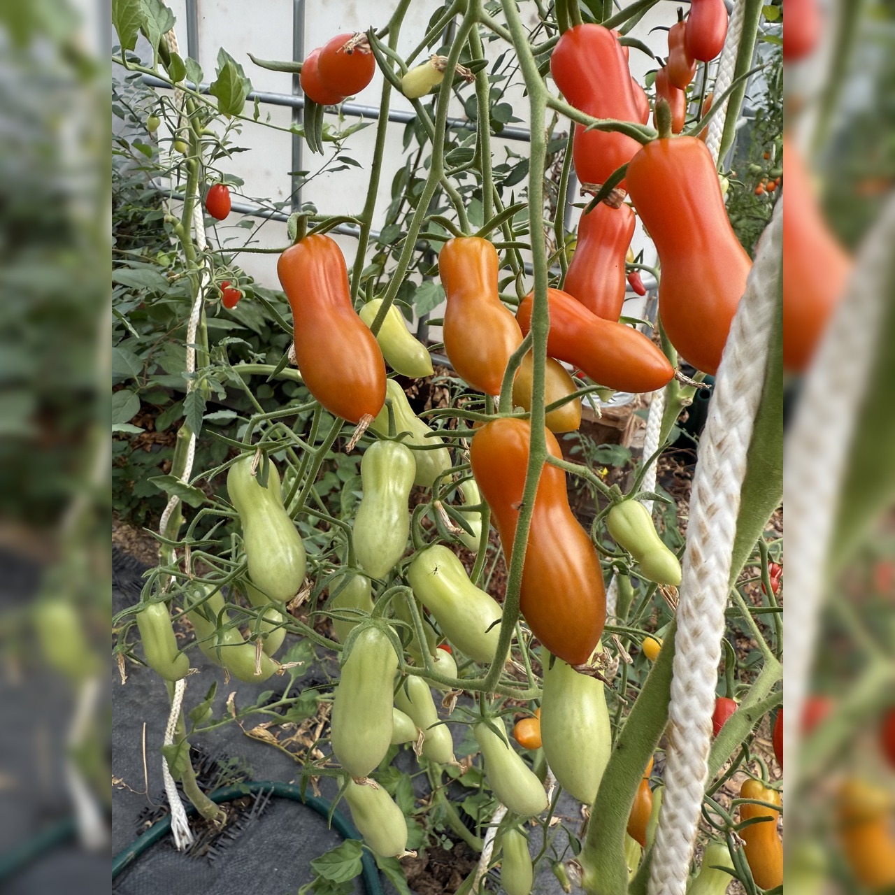 Tomate "Zauberstab" - BIO-Tomatensorte