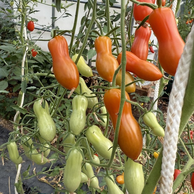 Tomate "Zauberstab" - BIO-Tomatensorte