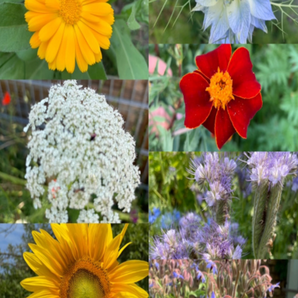 Blumensamen-Set "Gründüngung fürs Gemüsebeet" - 7 BIO-Sorten [samenfest]