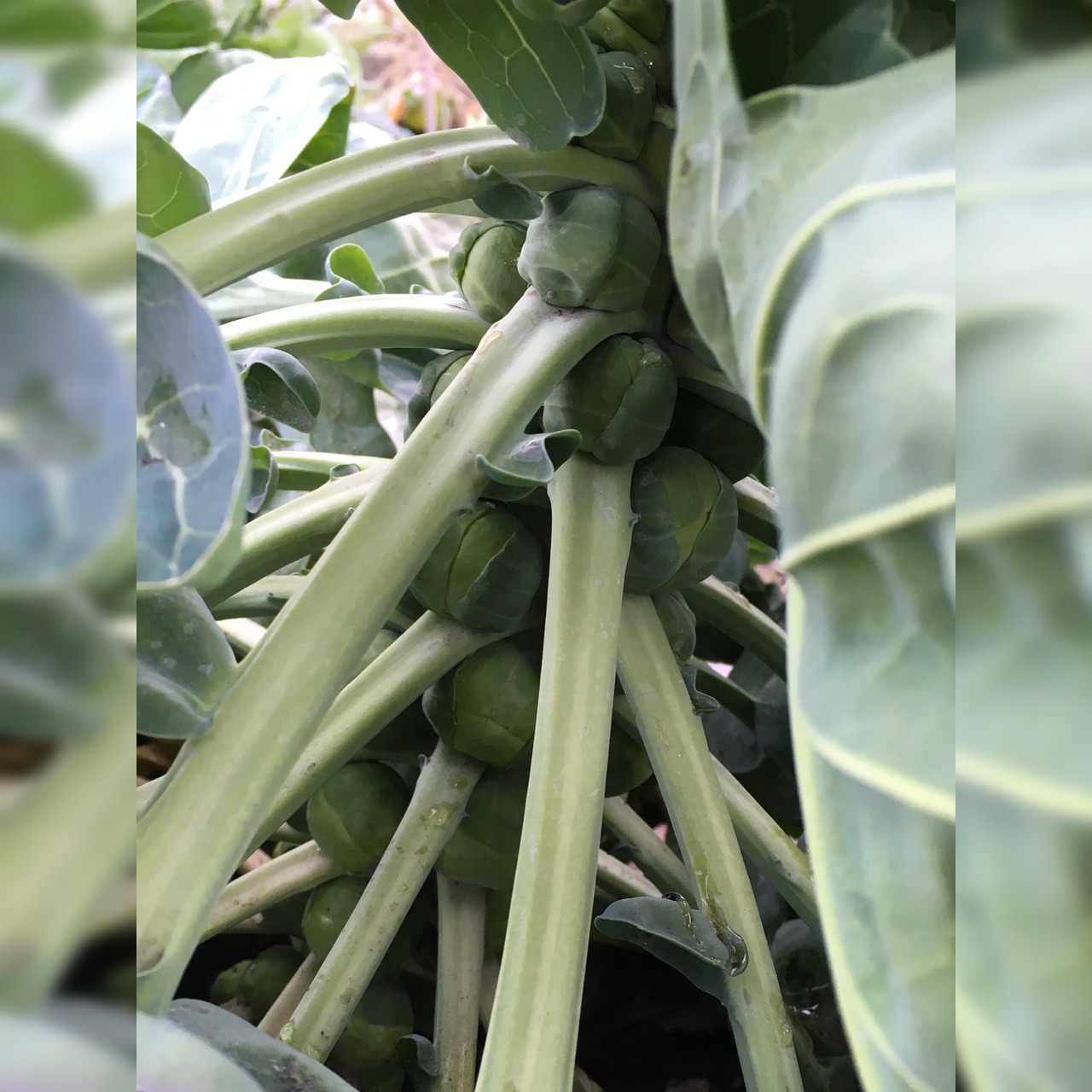 Rosenkohl "Idemar" - BIO-Rosenkohlsamen [samenfest]