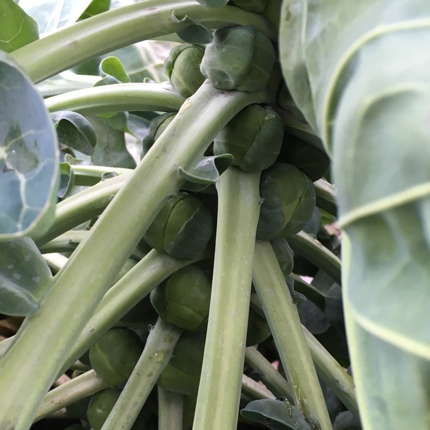 Rosenkohl "Idemar" - BIO-Rosenkohlsamen [samenfest]