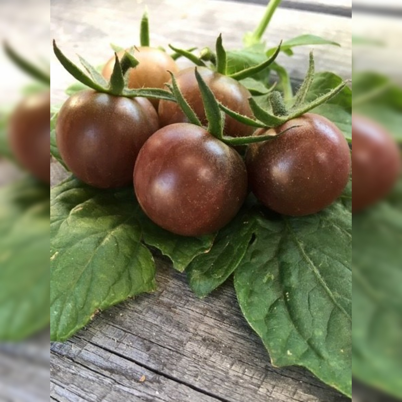 BIO Tomatensamen Set