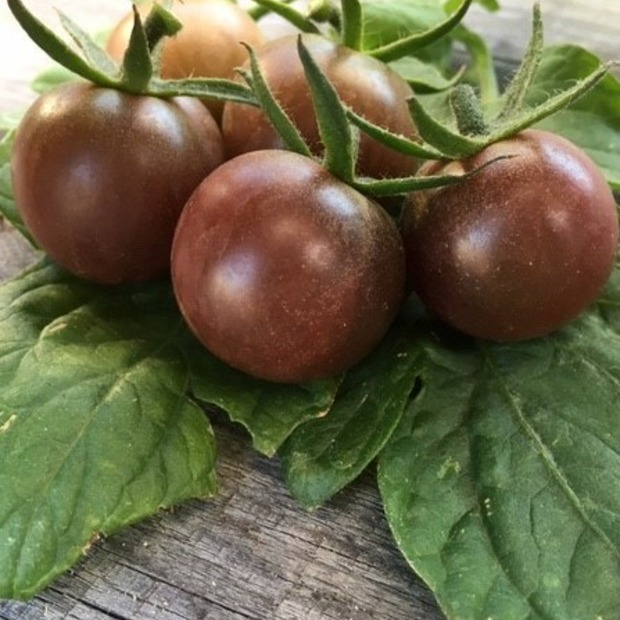 BIO Tomatensamen Set