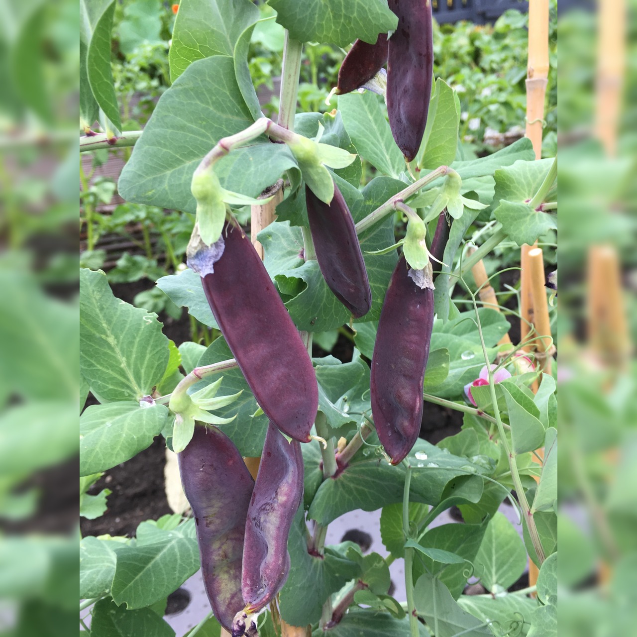 Anfängergemüse-Set - 12 BIO-Sorten [samenfest]