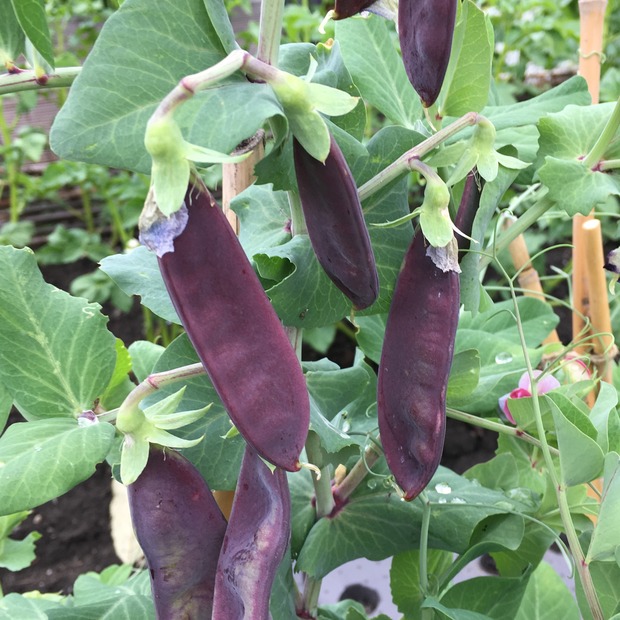 Anfängergemüse-Set - 12 BIO-Sorten [samenfest]