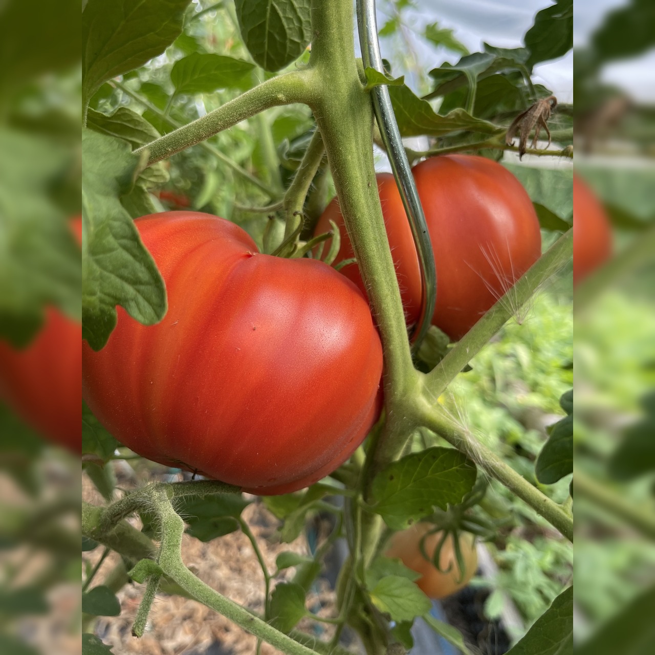 Tomate "Große aus dem Süden" - BIO-Tomatensorte [samenfest]