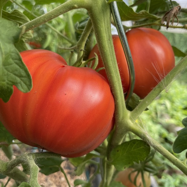 Tomate "Große aus dem Süden" - BIO-Tomatensorte [samenfest]