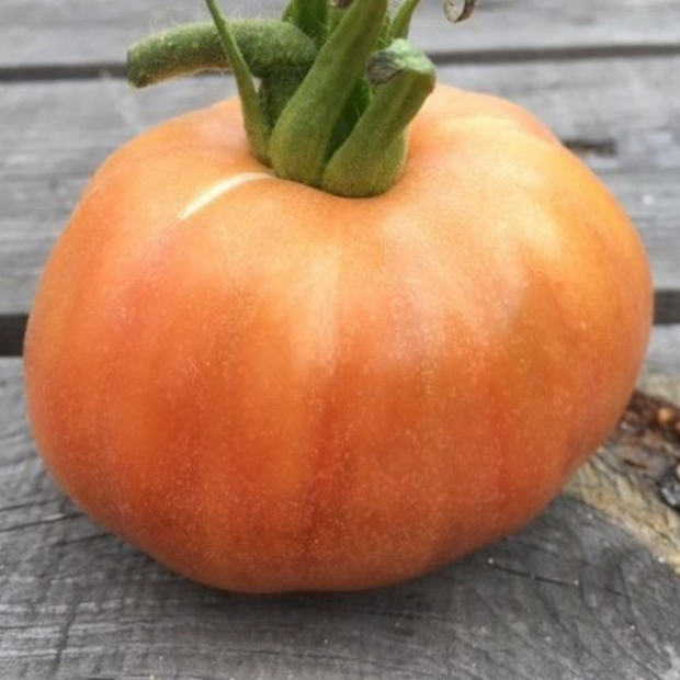 Tomate "Ananas Noir" - BIO-Tomatesorte [samenfest]