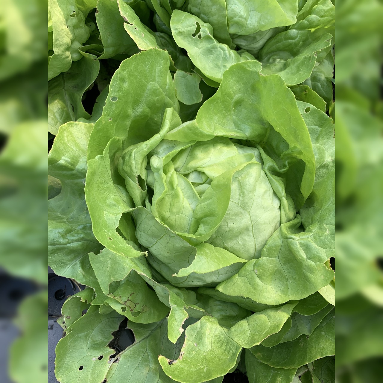 Gemüsesamen-Set "Starkzehrer für´s Hochbeet" - 8 BIO-Sorten [samenfest]