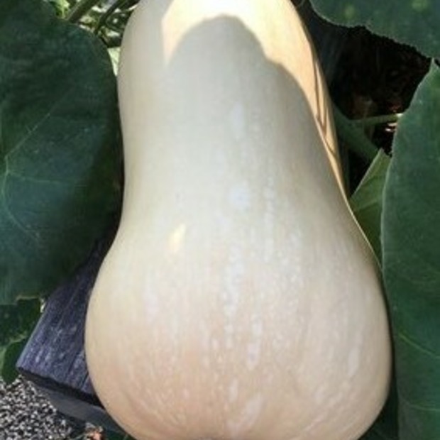 Anzucht-Set "Kürbis" [60, 61]