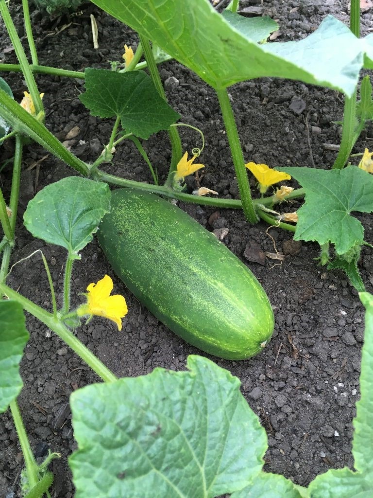 Gurken, Gurkensamen, Ernte, Beetliebe, Blog