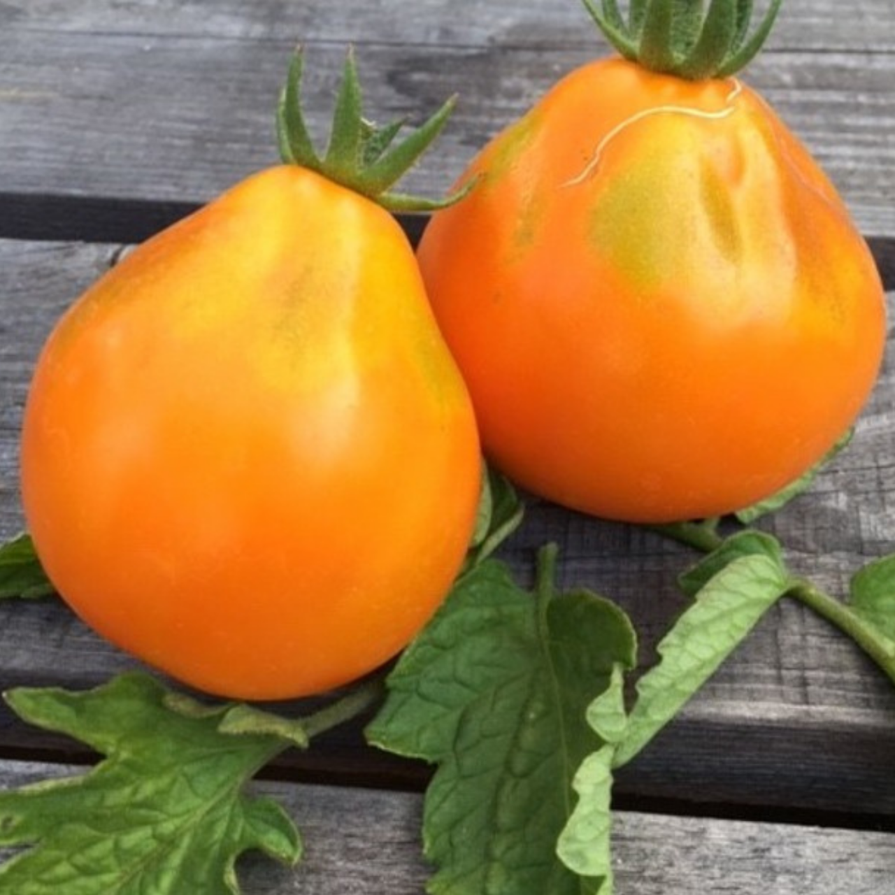 Tomate "Japanische Birne" - BIO-Tomatensorte [samenfest]