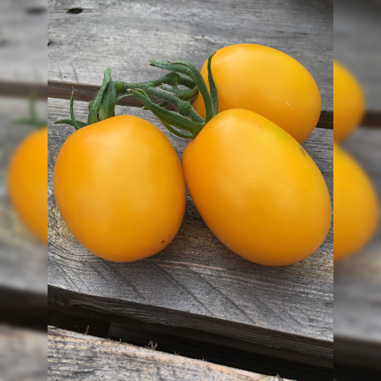 BIO Tomatensamen Set