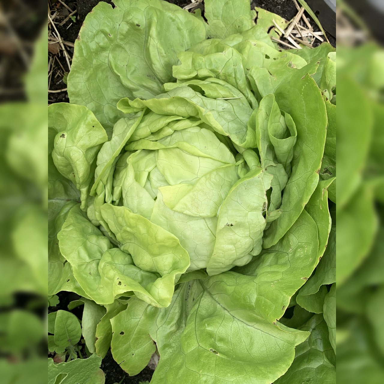 Gemüsesamen-Set "Balkongemüse" - 8 BIO-Sorten [samenfest]