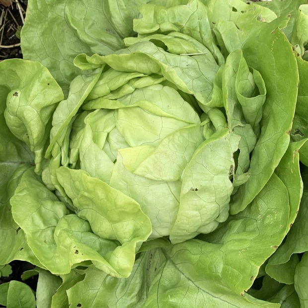 Gemüsesamen-Set "Balkongemüse" - 8 BIO-Sorten [samenfest]