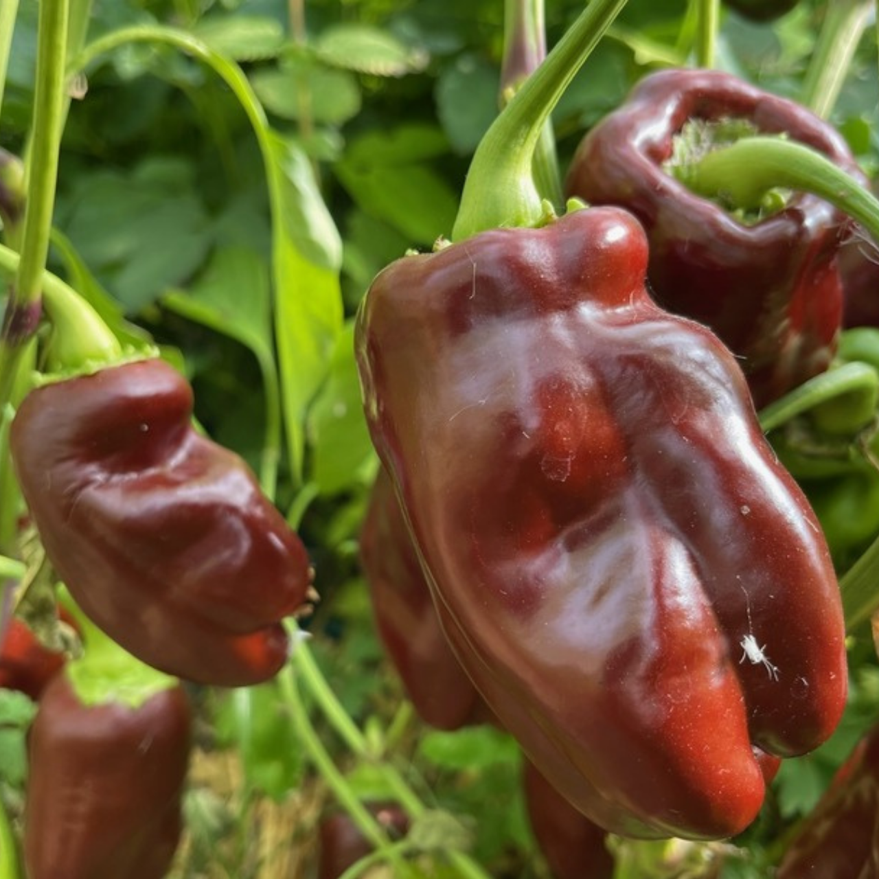 Paprika "Sweet Chocolate" - BIO-Paprikasamen [samenfest]