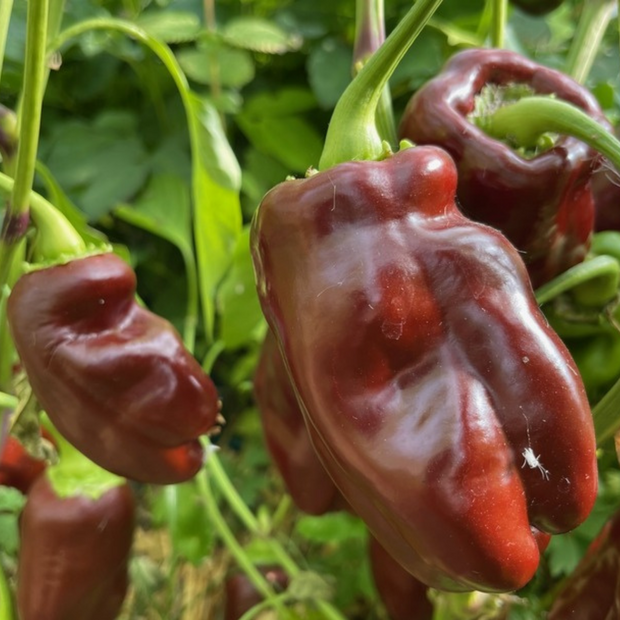 Paprika "Sweet Chocolate" - BIO-Paprikasamen [samenfest]