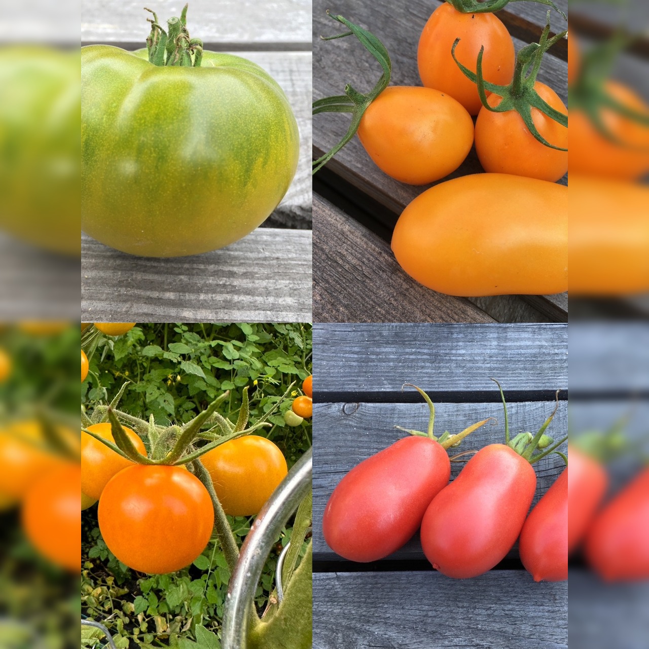 BIO Tomatensamen Set