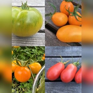 BIO Tomatensamen Set