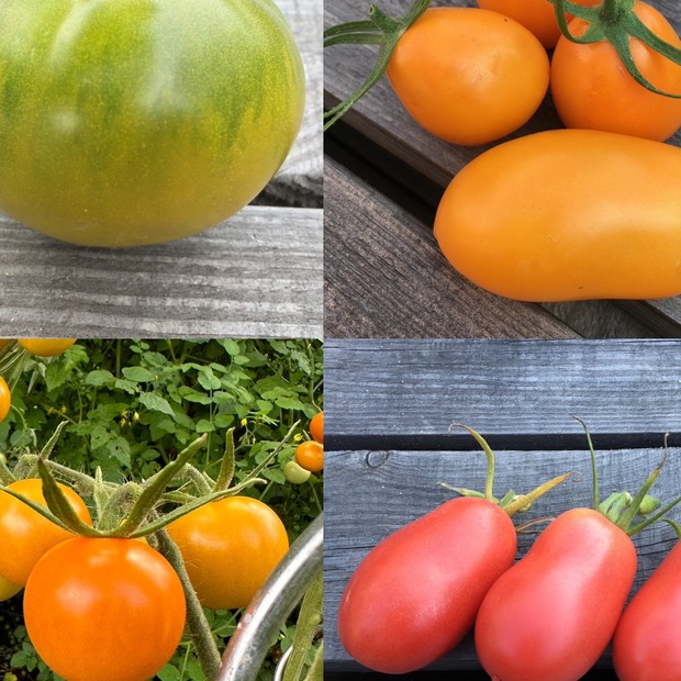 BIO Tomatensamen Set