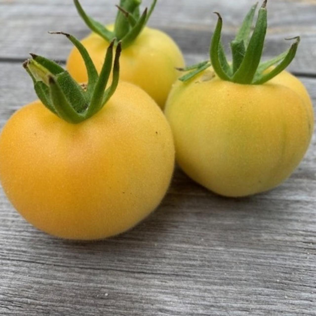 Tomate "weißer Pfirsich" - BIO-Tomatensorte [samenfest]