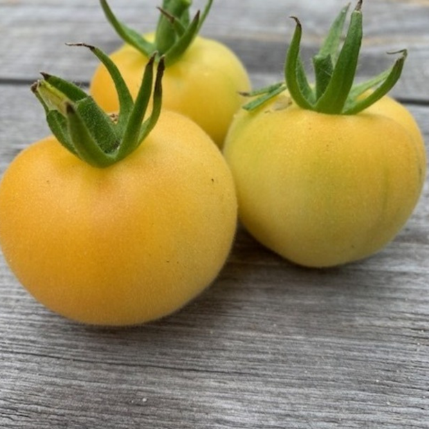 Tomate "weißer Pfirsich" - BIO-Tomatensorte [samenfest]