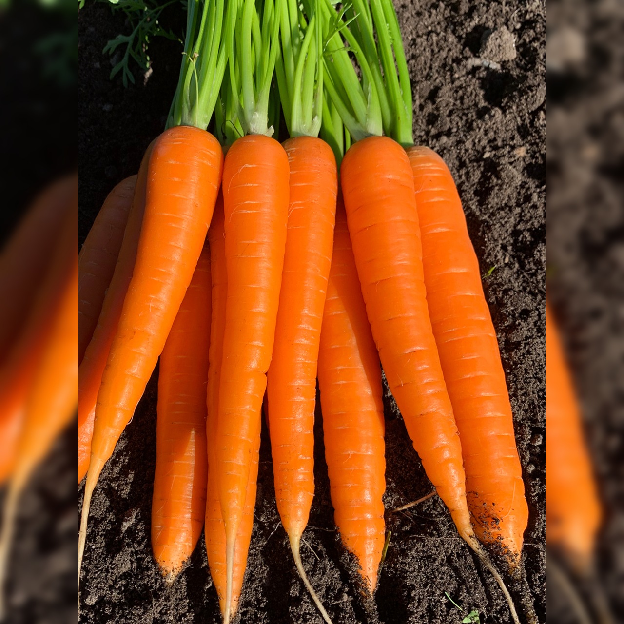Möhre "Asap" - BIO-Möhrensorte samenfest