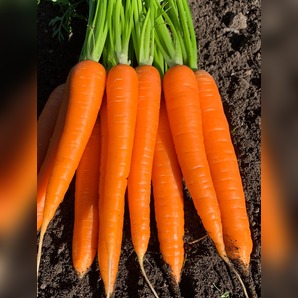 Möhre "Asap" - BIO-Möhrensorte samenfest
