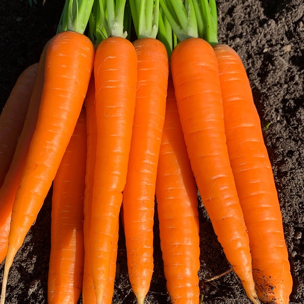 Möhre "Asap" - BIO-Möhrensorte samenfest