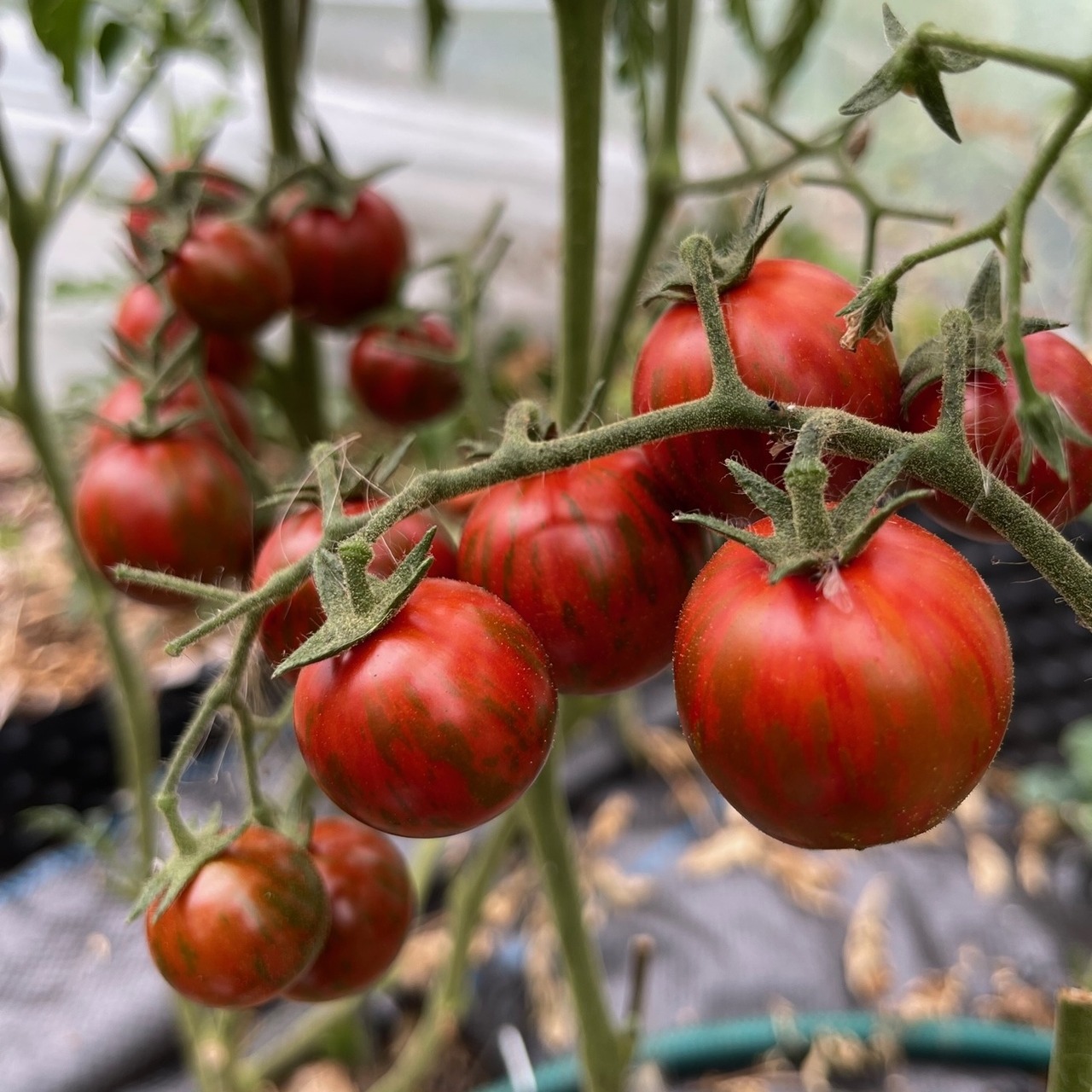 Tomate "Black Zebra Cherry" - BIO-Tomatensorte [samenfest]