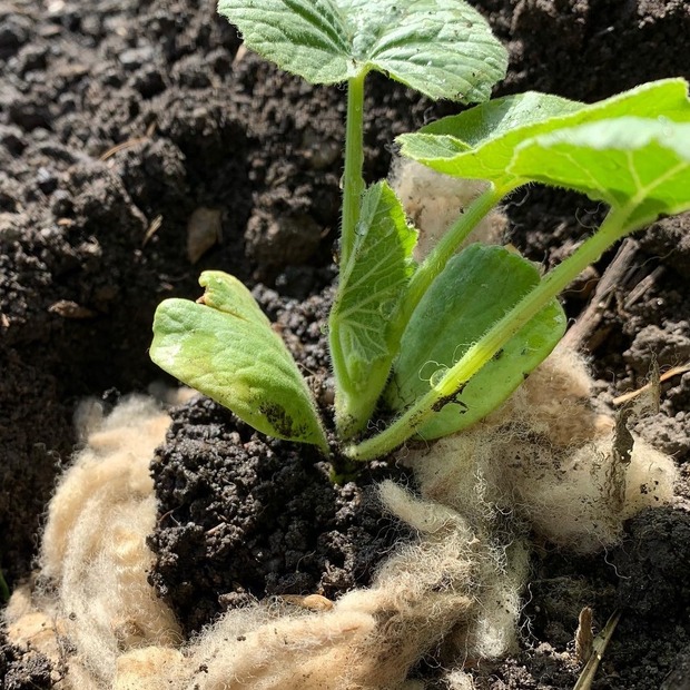 Schafwolle Dünger "Schnucke" - Natürlicher Dünger für Gemüse