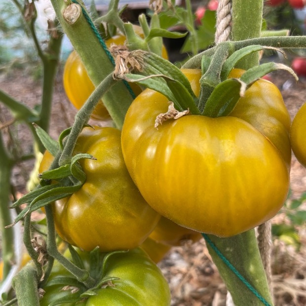 Tomate "Green Pineapple" - BIO-Tomatensorte [samenfest]