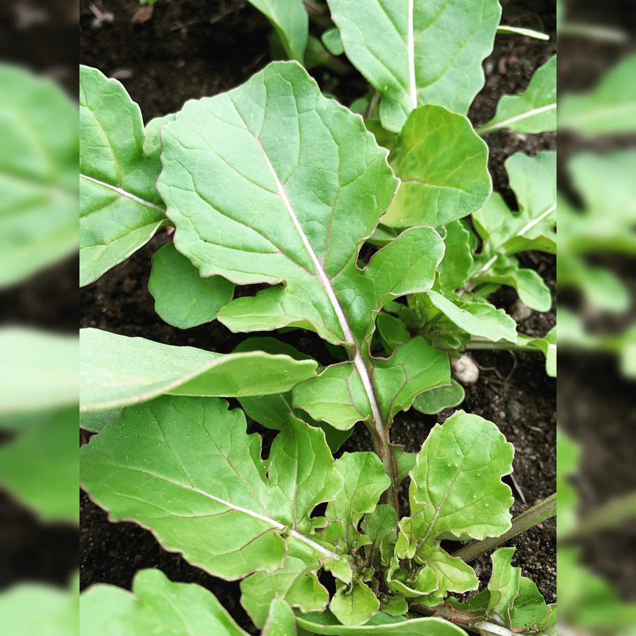 Anfängergemüse-Set - 12 BIO-Sorten [samenfest]