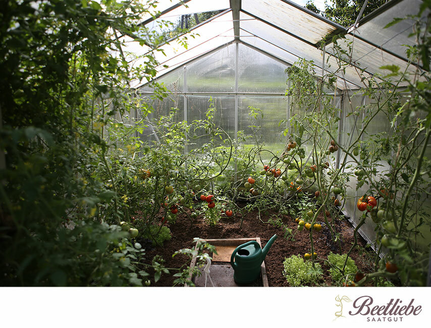 Tomatengewächshaus, selbst bauen, von innen
