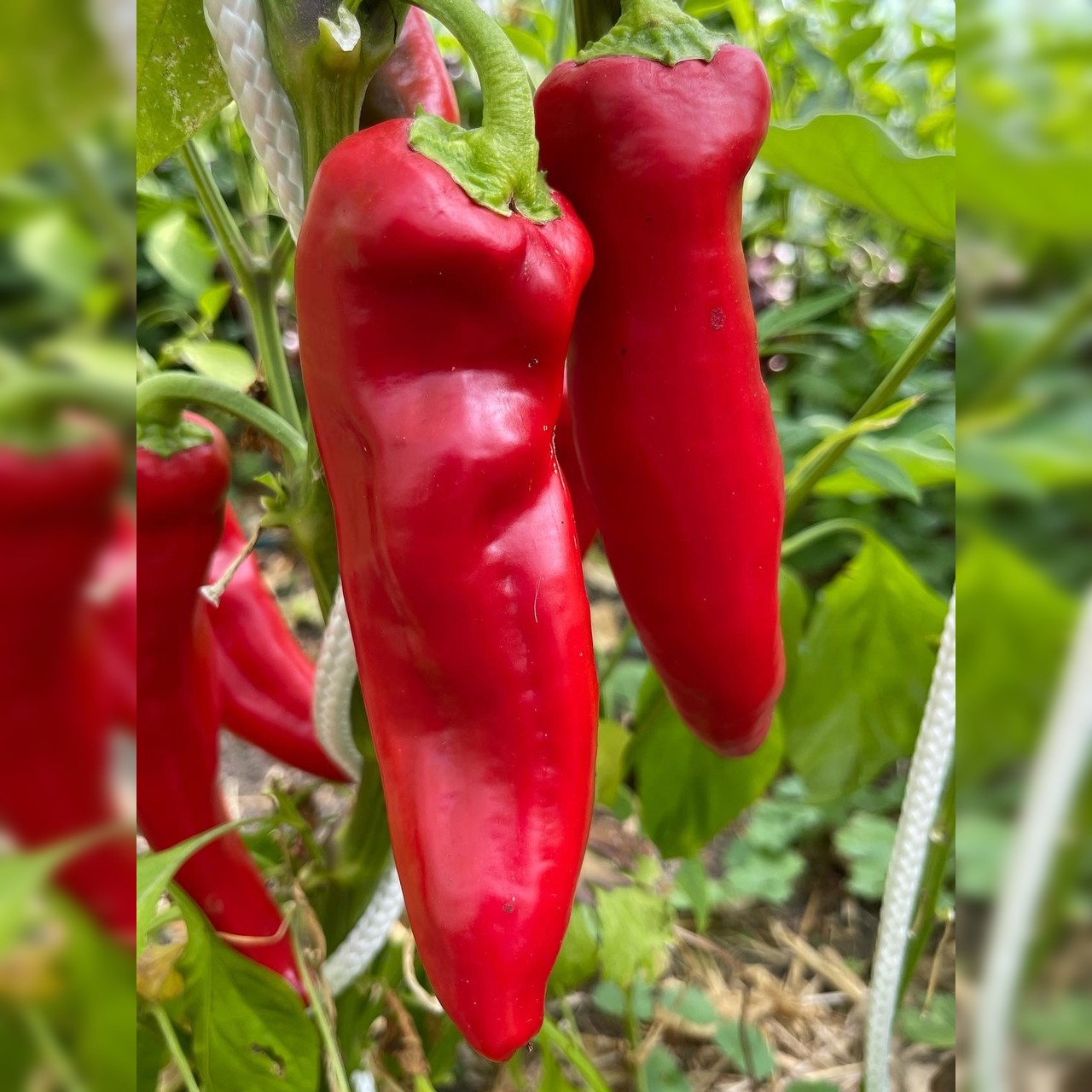 Gemüsesamen-Set "italienisches Gemüse" - 4 BIO-Sorten [samenfest]