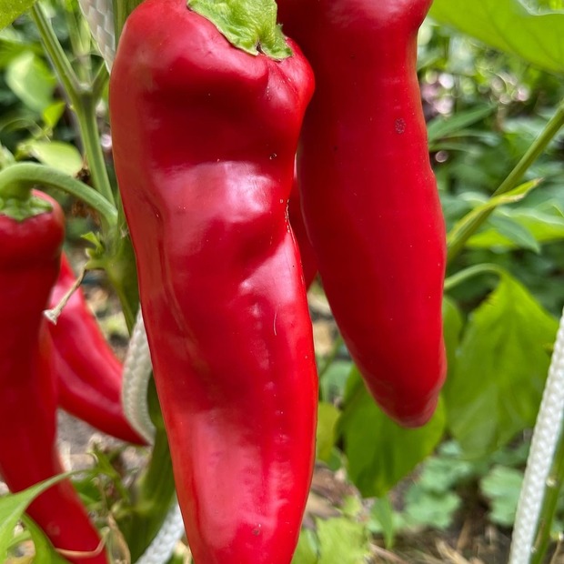 Gemüsesamen-Set "italienisches Gemüse" - 4 BIO-Sorten [samenfest]