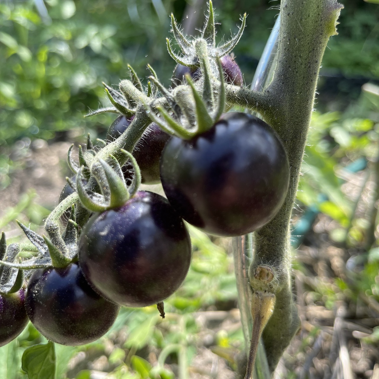Tomate "Dancing with Smurfs" - BIO-Tomatensorte [samenfest]