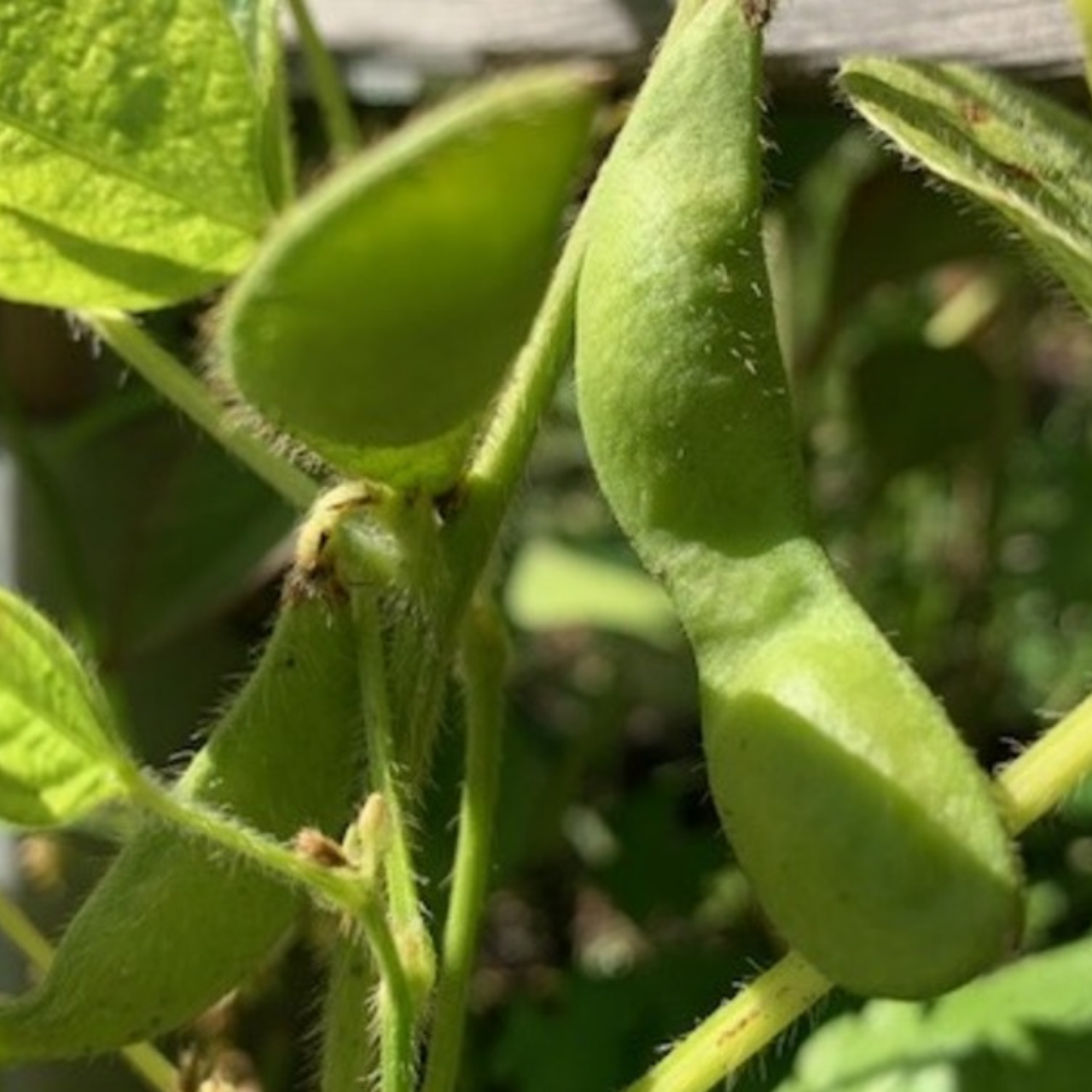 Sojabohne "Green Shell" - Edamame