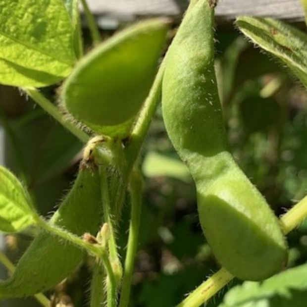 Sojabohne "Green Shell" - Edamame