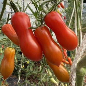Tomate "Zauberstab" - BIO-Tomatensorte
