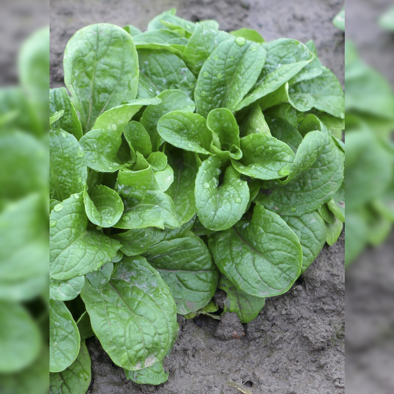 Feldsalat „Vit“ - Bio Samen (samenfest)