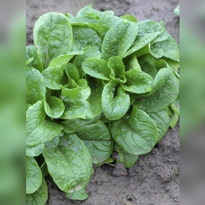 Feldsalat „Vit“ - Bio Samen (samenfest)