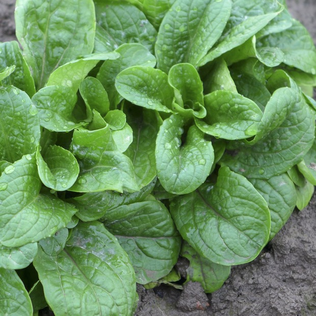 Feldsalat „Vit“ - Bio Samen (samenfest)