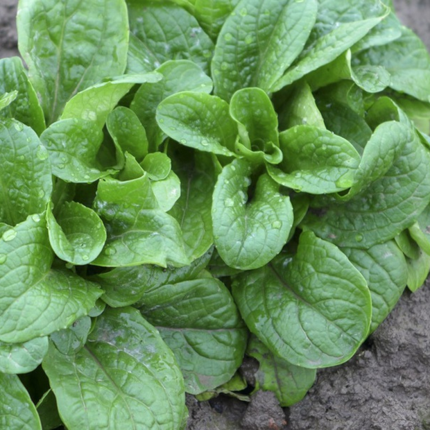 Feldsalat „Vit“ - Bio Samen (samenfest)