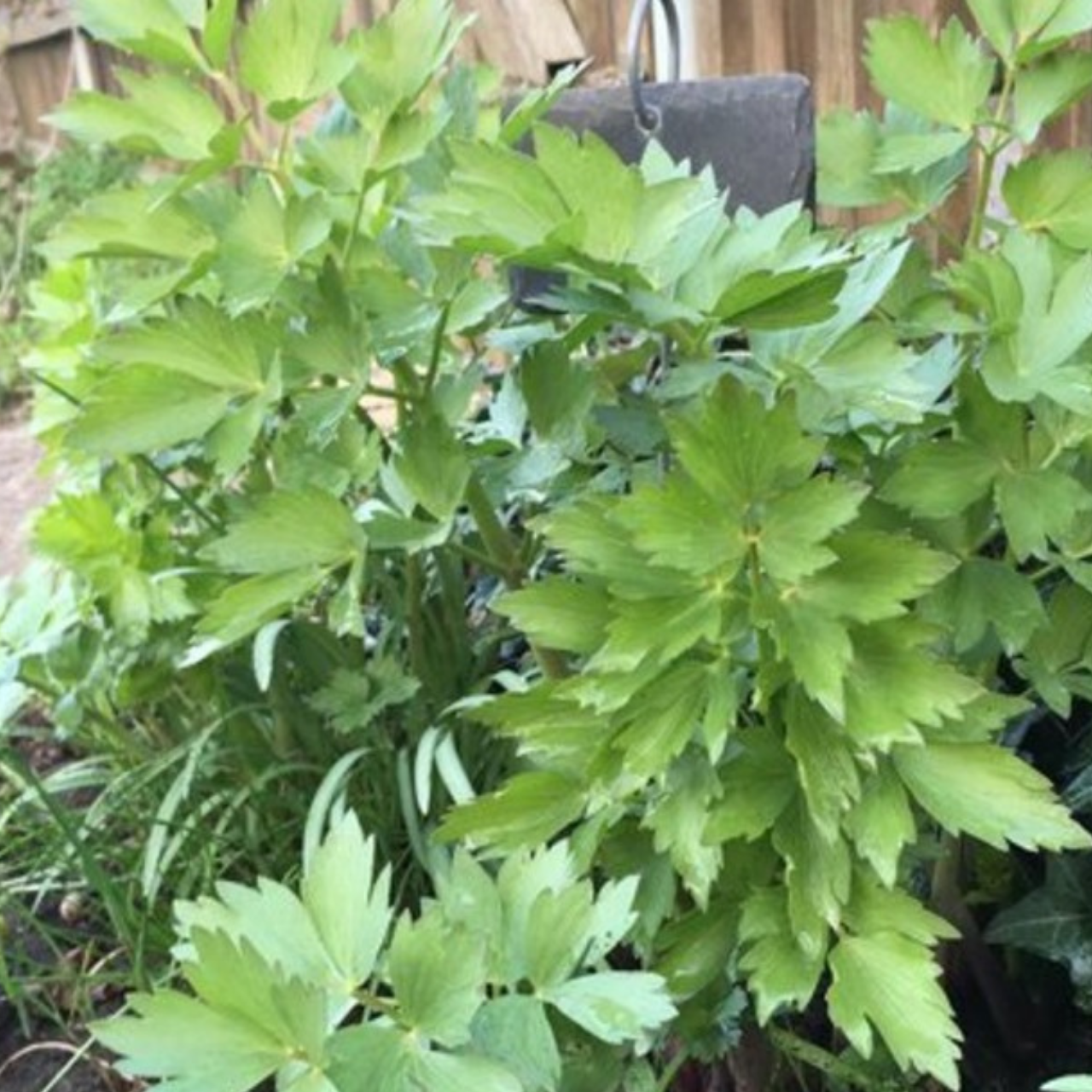 Liebstöckel / Maggikraut Samen (samenfest & BIO)