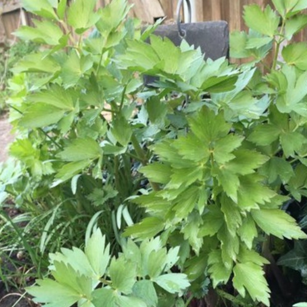 Liebstöckel / Maggikraut Samen (samenfest & BIO)