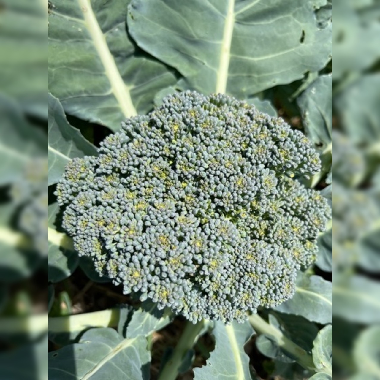 Anfängergemüse-Set - 12 BIO-Sorten [samenfest]