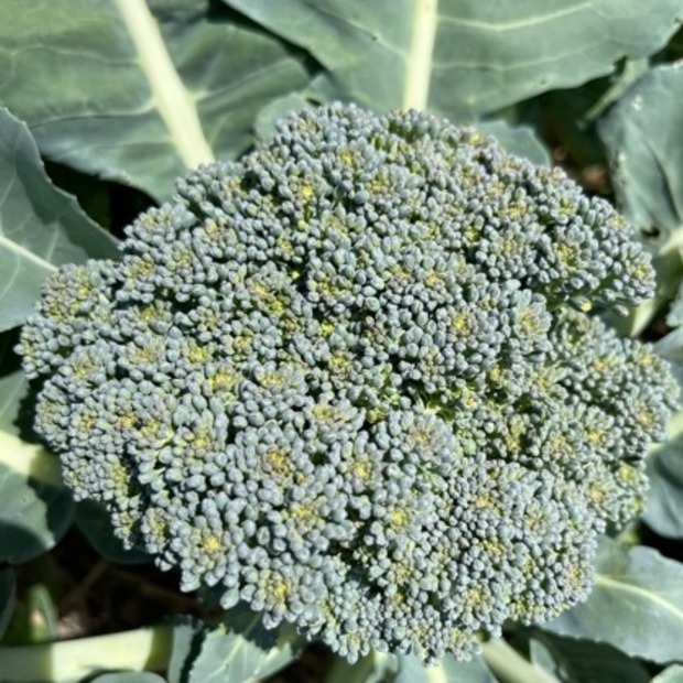 Anfängergemüse-Set - 12 BIO-Sorten [samenfest]