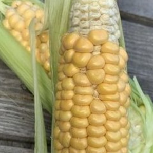 Zuckermais. "Damaun" - BIO-Maissorte (samenfest)