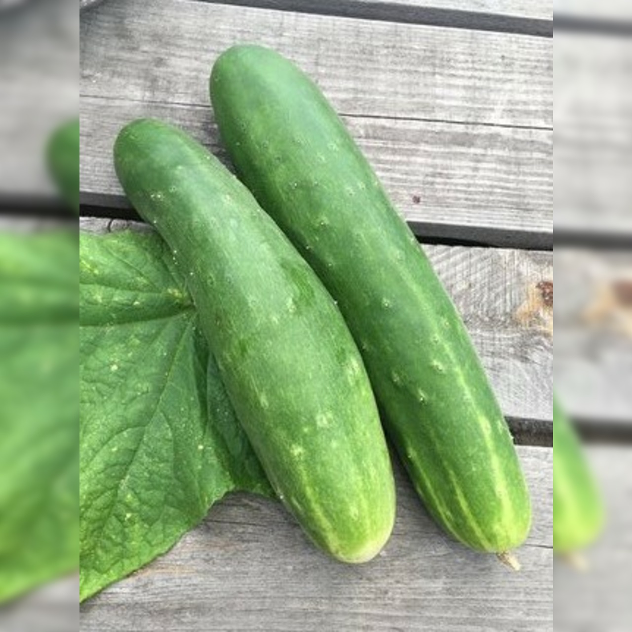 Gurke "Tanja" - BIO-Freilandgurken [samenfest]